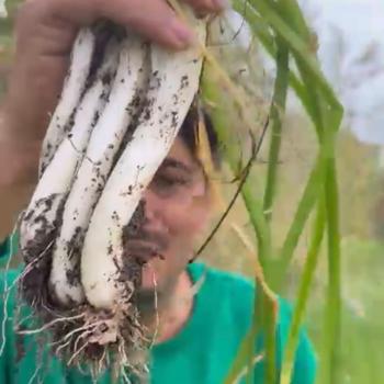 Preview: Wilder grüner Knoblauch